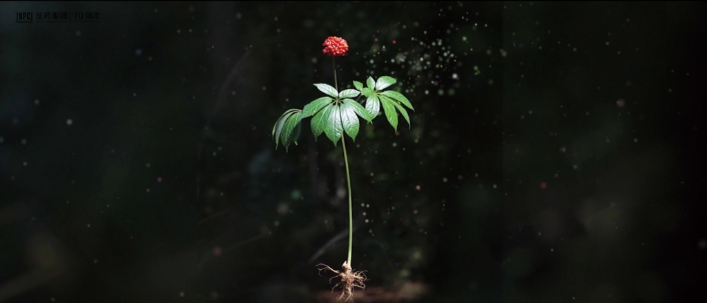 听，，，，，，，三七在措辞